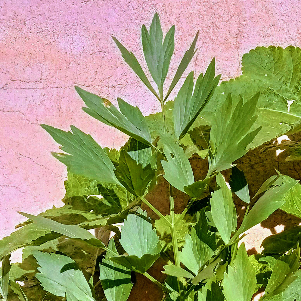 50 Semi Di Livèche (Sedano Perenne) BIO - GreenSeed - Levisticum Officinalis, Facili Da Coltivare